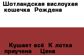 Шотландская вислоухая кошечка. Рождена 3 .06.2017 .Кушает всё. К лотка приучена. › Цена ­ 1 000 - Алтайский край Животные и растения » Кошки   . Алтайский край